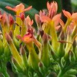 Kalanchoe densiflora Flors