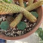 Mammillaria elongata Frunză