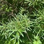 Salix eleagnos Blatt