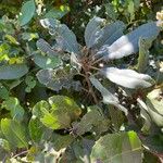 Photinia arbutifolia Leaf