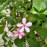 Kopsia fruticosa Λουλούδι
