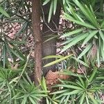 Podocarpus neriifolius кора