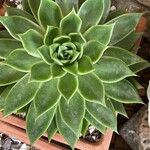 Echeveria agavoides Feuille