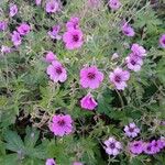 Geranium psilostemon പുഷ്പം