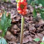 Arum cylindraceum果實