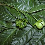 Cymbopetalum brasiliense Fruit