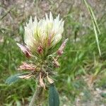 Trifolium ochroleucon Virág