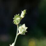 Onobrychis aequidentata その他の提案