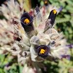 Bromelia pinguin 花