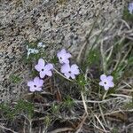 Phlox diffusa Flor