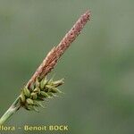 Carex hostiana Vaisius