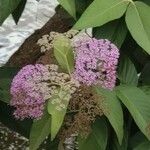 Callicarpa formosana 花