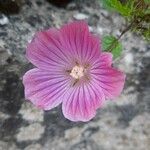 Malope malacoides 花