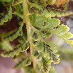 Asplenium adiantum-nigrum 葉