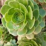 Aeonium arboreum Blad