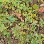 Potentilla simplex Leaf