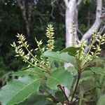 Pterophylla serrata Flower