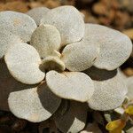 Eriogonum alpinum Kvet