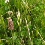 Bromus hordeaceusFruitua