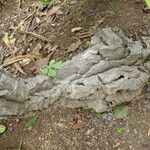 Cussonia paniculata Bark