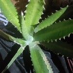 Agave lophantha Листок