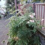 Dahlia imperialis Hábito