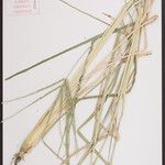 Eleusine kigeziensis Other