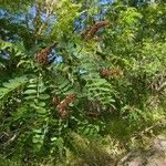 Amorpha fruticosa पत्ता