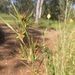 Themeda quadrivalvis 花