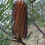 Banksia spinulosa Φρούτο