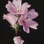 Sidalcea malviflora Blomma