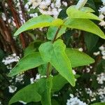 Deutzia scabra Fuelha