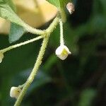 Cocculus orbiculatus 花