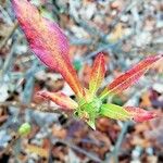 Rhododendron canescens Fuelha