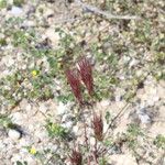 Bromus rubens Flower