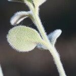 Antirrhinum molle Leaf