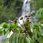 Dimocarpus longan Fruit