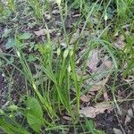 Allium canadense Feuille