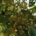 Harungana madagascariensis Flower