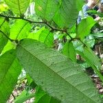 Hirtella physophora Hoja