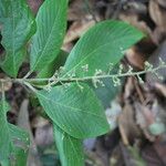 Arachnothryx buddleioides Φύλλο