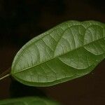 Glycydendron amazonicum ഇല