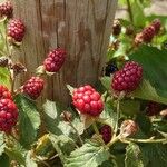 Rubus argutus Gyümölcs