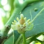 Cupaniopsis petiolulata