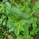 Salvia coccinea Blad