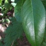 Capparis flexuosa Leaf