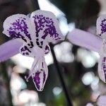 Plectranthus zuluensisBlodyn