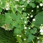 Thalictrum delavayi Ліст