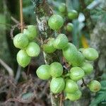 Acropogon merytifolius Fruit