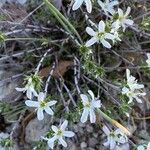 Arenaria aggregata Hoja